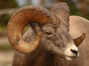 A bighorn sheep.

(Fotolia)