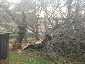 A favourite shade tree was downed by high winds Monday on the property of Janessa Van Rooyen in Oxford Centre. (Submitted photo)