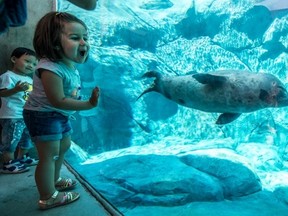 The seal was one of two blind rescued harbour seals transferred this past summer from the Vancouver Aquarium.