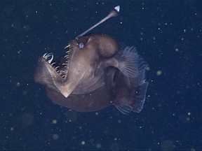 On Nov. 17, researchers from the Monterey Bay Aquarium Research Institute used an undersea robot to tape this rare deep-sea anglerfish in Monterey Canyon, about 580 meters below the ocean surface. (MBARI)