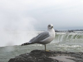 Mid-November to mid-December is ?prime time? for gull watching along the Niagara River. Birders can see ten or more gull species. There are lots of waterfowl and songbirds to be seen as well. (PAUL NICHOLSON/SPECIAL TO QMI AGENCY)
