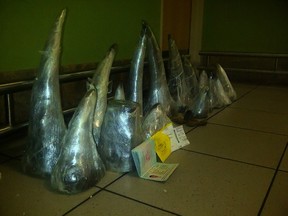In this October 31, 2014 hand out picture provided by the South African Police Services a large cache of 41kilos of smuggled rhino horns are seen at the O.R. Tambo International Airport in Johannesburg after they were confiscated from two vietnamese passengers leaving the country on a flight to Hanoi which originated from Mozambique . AFP PHOTO/HO/SAPS