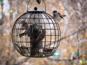 Small birds enjoy this wrought iron feeder, squirrel-proof feeder. (Postmedia Network file photo)