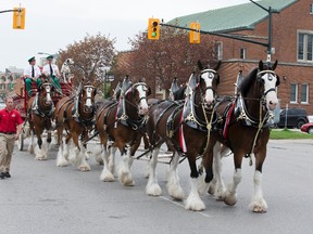 Budweiser’s change in marketing means the iconic Clydesdales, seen here in London, Ont., in May, are being put out to pasture. (QMI Agency)