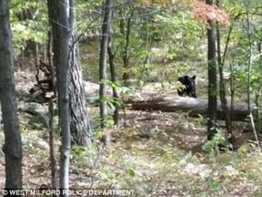 A photo taken by Darsh Patel of a black bear moving toward him, shortly before he was mauled to death in a heavily wooded area in northern New Jersey, September 2014.
Credit: REUTERS/West Milford Police Department