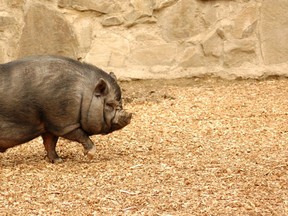 File photo of a pot-bellied pig. (Fotolia)