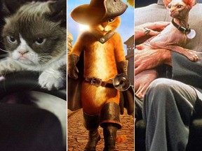 From left-right: Grumpy Cat, Puss In Boots, and Mr. Bigglesworth from "Austin Powers: International Man of Mystery."