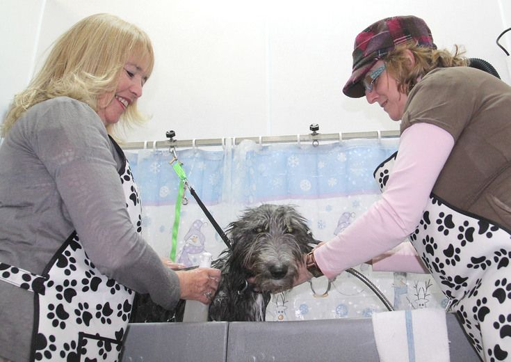 Doityourself dog wash facility The Kingston Whig Standard