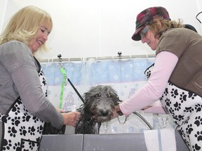 Wendy Workman, right, owner of Mutt Hutt Spaw and Pet Centre, a self-serve, do-it-yourself dog wash, helps Sandra Powell wash her dog Matilda in one of the centre's four bathing stations. (Michael Lea/The Whig-Standard)