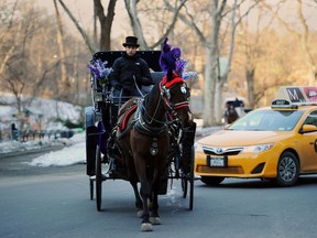 A  horse drawn carriage carrying tourists passes in front of a New York City taxi just outside of Central Park February 26, 2014 in New York. Hansen is a spokesperson for the carriage industry and advocates keeping the horses in the park. New York City Mayor Bill de Blasio has announced a plan to eliminate the horse drawn carriages and replace them with replicas of vintage cars. AFP PHOTO/Stan HONDA