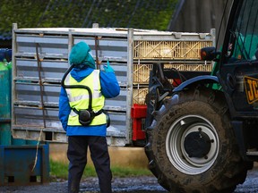 Officials move crates of ducks in preparation for culling at a duck farm in Nafferton, England, Nov. 18, 2014. Tests by the Canadian Food Inspection Agency have confirmed the presence bird flu on B.C. farms. (DARREN STAPLES/Reuters)