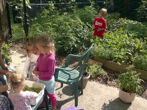 The community garden at Focus Fairview — an Elgin and St. Thomas Housing Corp. complex on Fairview Ave. in St. Thomas — for which Earthmama donated all the plants and seeds.

Contributed photo