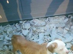 Authorities are investigating after a pic of this apparently emaciated puppy was posted on Facebook.