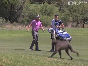 A baboon charged towards golfer Luke Donald at the Nedbank Challenge in South Africa on Friday December 5, 2014. (YouTube screengrab)