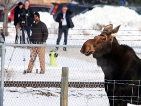 Police, along with Fish and Wildlife officers, attempt to corner a female moose in Calgary, Dec. 5, 2014. (MIKE DREW/QMI Agency)