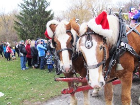 A team of Belgian horses attract a crowd during Christmas on the Farm event at Canatara Park in Sarnia. NEIL BOWEN/ THE OBSERVER/ QMI AGENCY