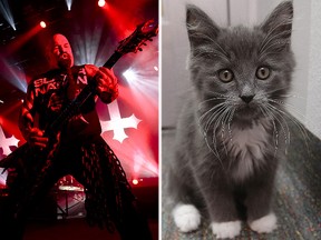 (L-R) Slayer rescued a homeless kitten, who is not seen here, but was probably just as cute as this feline. (QMI Agency file photos)