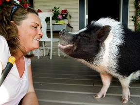 And this little piggie did not go to the market. Michelle Kropp talks to her pot-bellied pig Eli on the front porch of her home in Sherwood Park Alta., on Tuesday June 3, 2014. The family may have to give up Eli following a bylaw complaint against the little porker. David Bloom/Edmonton Sun