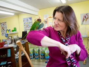 Kelly Vriesema is joined by a blue pineapple conure and a blue-throat conure in her specialty exotic bird store, Ziggy?s Feathered Friends, in Dorchester. (CRAIG GLOVER, The London Free Press)