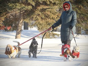 Dog walker Lynn Norquay walks her charges through Kildonan Park on Tuesday. (Brian Donogh/Winnipeg Sun)
