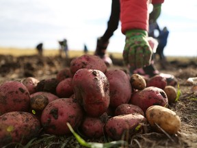 A student adds a potato to a pile while Nose Creek Elementary School Grade 4 students, teachers and parent volunteers dig up two acres of potatoes at the Dixon Farm northeast of Airdrie on Friday, Oct. 3, 2014.  (BRITTON LEDINGHAM/QMI AGENCY)