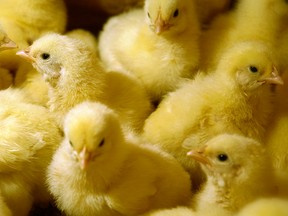 poultry chicks
