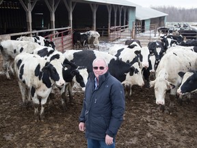 John Ysselstein of Friesvale Farms International near Woodstock shows off some of the cattle he?s shipping to Kazakhstan via London International Airport. (DEREK RUTTAN, The London Free Press)