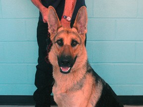 Bella is a one-year-old German Shepherd that was up for adoption this past summer at the city animal shelter where an open house will be held 11 a.m. to 3 p.m. Saturday. (File photo)