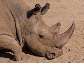 A northern white rhinoceros named Angalifu that died on Sunday is seen in this San Diego Zoo Safari Park handout photo released on December 15, 2014. Angalifu, one of only six northern white rhinoceros left on earth, died over the weekend at a San Diego zoo, bringing the species closer to extinction, zoo officials said on Monday. REUTERS/Ken Bohn/San Diego Zoo/Handout via Reuters