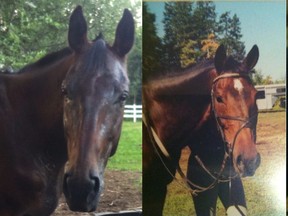Wood Buffalo RCMP is seeking the assistance from the general public in relation to stolen horses.Images supplied