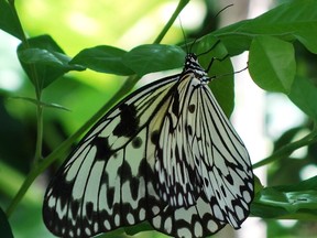 A rice paper butterfly rests on a leaf at the Cambridge Butterfly Conservatory. (Jim Fox/Special to QMI Agency)