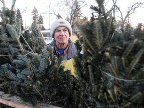 Bob Migliore, a member of the Optimist Club of St. James, examines Christmas trees at the club's lot on Ness Avenue in Winnipeg, Man. Tuesday Dec.16, 2014. The club's tree lot office was broken into and cash was stolen overnight.