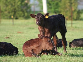 beef cattle in field