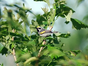 A male golden-winged warbler defends his breeding territory, in the Cumberland Mountains of Tennessee, in this undated handout photo provided by Henry Streby. Scientists said on December 18, 2014 a population of this bird fled its nesting grounds in Tennessee up to two days before the arrival of a fierce storm system that unleashed 84 tornadoes in southern U.S. states in April, apparently alerted to the danger by sounds at frequencies below the range of human hearing. Mandatory Credit REUTERS/Henry Streby