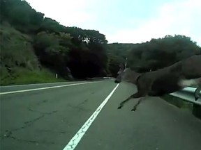 A deer appears out of nowhere to rock a highway-cruising cyclist in California. (YouTube screen grab)