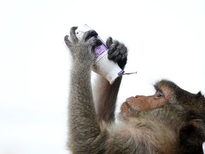 A long-tailed macaque checks a milk bottle after drinking from it during the annual Monkey Buffet Festival at the Pra Prang Sam Yot temple in Lopburi, north of Bangkok November 30, 2014. 
 REUTERS/Damir Sagolj