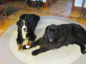 Ursus (right), a massive Newfoundland,narrowly escaped tragedy after he wandered out onto a frozen pond on his owners' farm near Milton and fell through the ice Thursday. Thanks to two Halton Regional Police officers, who rescued the massive dog from the frigid water, Ursus will get to enjoy the holidays with family, including his pal Eiger (left), a Bernese mountain dog. (Photos courtesy Jan McKague)
