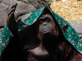 An orangutan named Sandra, covered with a blanket, gestures inside its cage at Buenos Aires' Zoo, in this December 8, 2010 file photo. (REUTERS/Marcos Brindicci/Files)