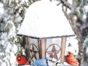 bird feeder