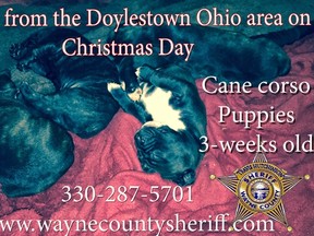 (Wayne County's Sheriff's Office of Wooster, Ohio/Supplied)