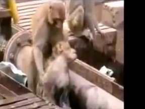 A monkey came to the rescue of another monkey who fell unconscious after it was shocked while walking on wires above a train station in Kampur, India.
(Screenshot from YouTube)
