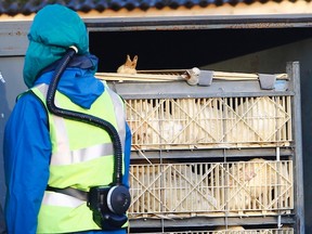 Department For Environment Food and Rural Affairs (DEFRA) officials move crates of ducks during a cull at a duck farm in Nafferton, northern England November 18, 2014. Bird flu was found on a duck farm in England on Monday days after it was discovered in Dutch chickens, forcing authorities to destroy poultry and restrict exports, although it was not a strain known to be deadly to humans. Health officials said the outbreak may have been brought to Europe by wild birds migrating from Asia where millions of South Korean farm birds have had to be destroyed. REUTERS/Darren Staples