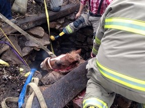 Rescuers attempt to saver a horse that fell into a well in Niagara-on-the-Lake.