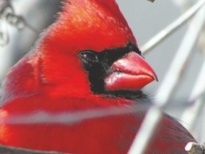 London is known in birding circles as the cardinal capital of Canada because of the perennially high number of Christmas Bird Count sightings. The bright red male Northern cardinal is the jewel of our winter forests. (PAUL NICHOLSON/SPECIAL TO QMI AGENCY)