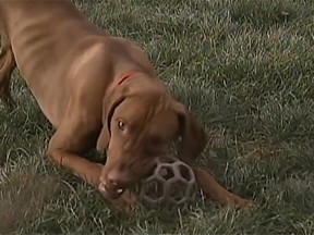 Penny the Vizsla puppy is pictured in this screengrab. (Fox23.com screengrab)