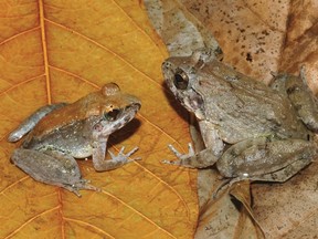 The newly described frog L. Larvaepartus, male (L) and female, are pictured from the island of Sulawesi in Indonesia, in this undated handout photo provided by Jim McGuire. This little amphibian from the rain forests of Indonesia's island of Sulawesi is the world's only frog that gives birth to tadpoles, eschewing the common froggy practice of laying eggs,scientists said on December 31, 2014.  REUTERS/Jim McGuire/Handout