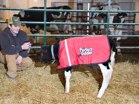 Dairy farmer Andrew Campbell uses his cellphone camera to document life on his Appin-area farm. He’s posting one photo each day of 2015 to his Twitter account. (DEREK RUTTAN, The London Free Press)