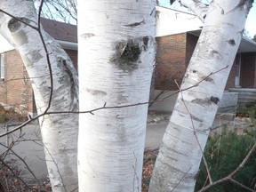 A birch tree pictured outside of a London Line residence. While the tree variety was popular for canoe building for hundreds of years, its soft inner wood makes it useless as firepit wood. SUBMITTED PHOTO
