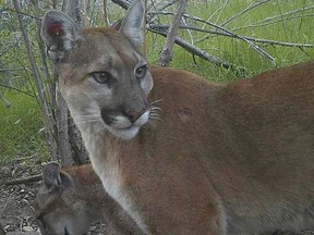 A mountain lion.  REUTERS/UC Davis/Handout via Reuters, file