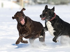 Dogs frolic in the snow. (QMI Agency files)